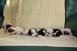 JACK RUSSEL 453